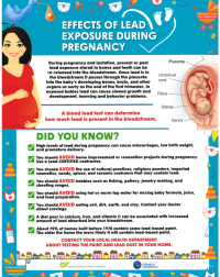 Effects-of-Lead-Exposure-During-Pregnancy